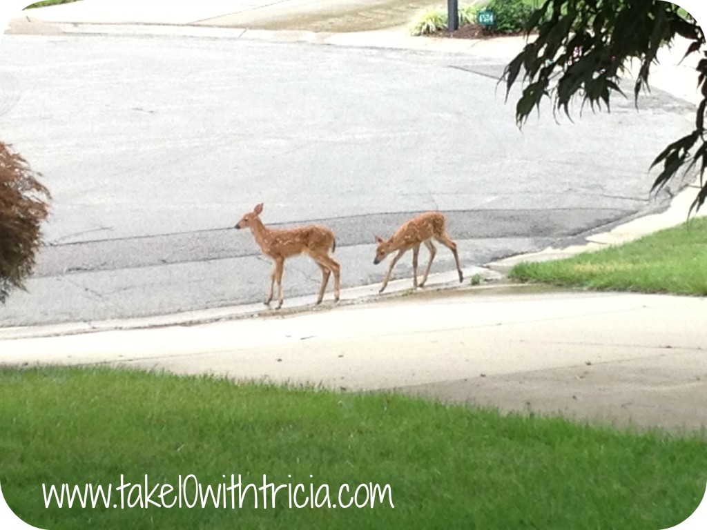 deer-in-front-yard