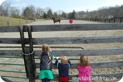 budweiser clydesdales afternoon exercise training sun while little