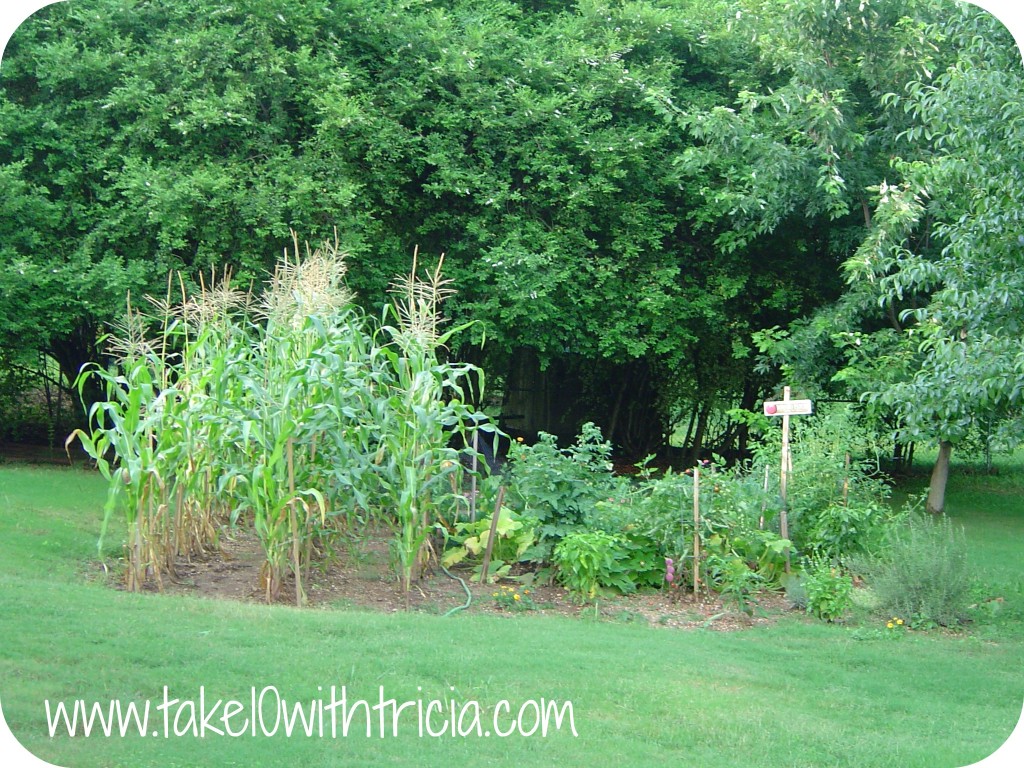 Backyard-Garden-Birmingham