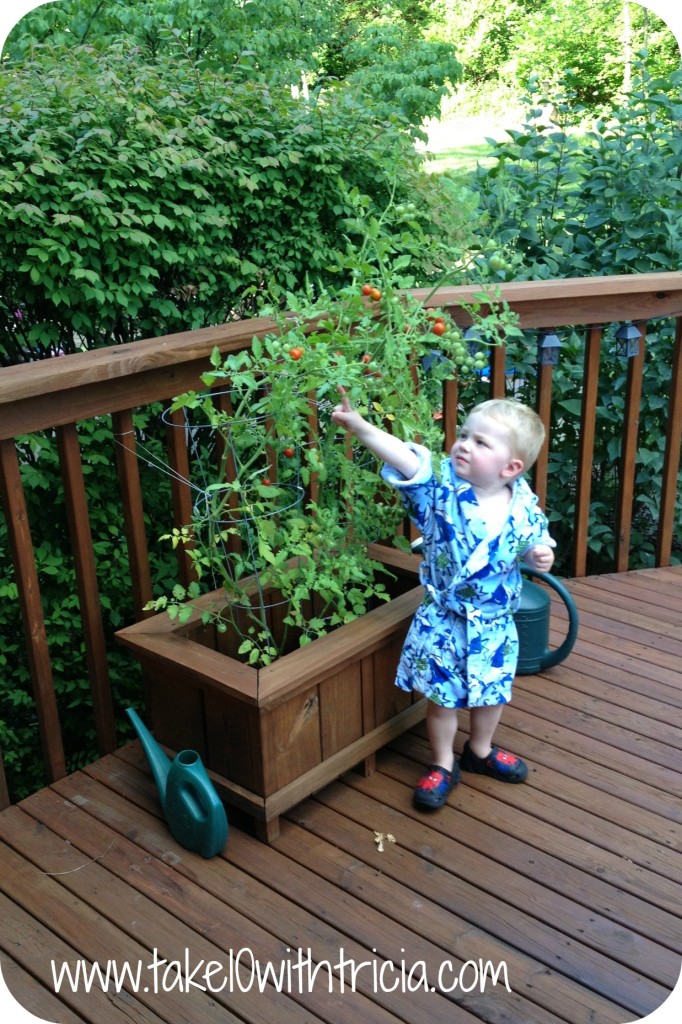 Henry-with-Tomato-plant-in-deck-box