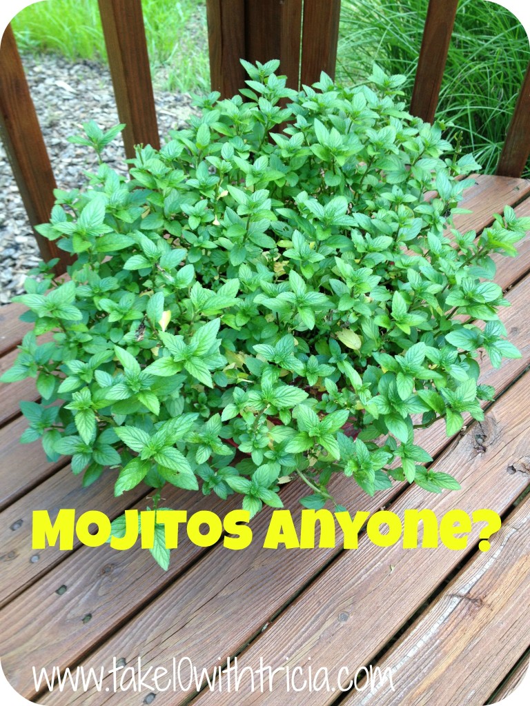 Mint-plant-on-deck