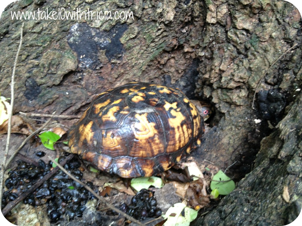 turtle-in-woods