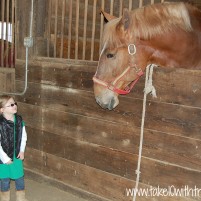 An Afternoon with the Budweiser Clydesdales