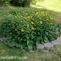 Container Gardening on Our Deck